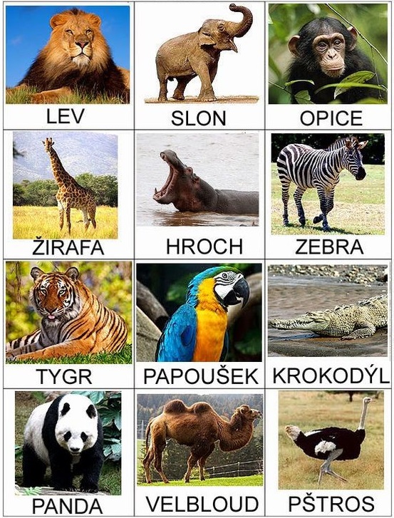 zoo zvířata
